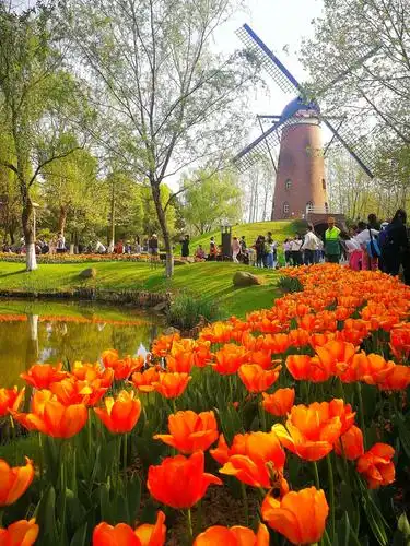 清明假日手机抓摄南京绿博园(滨江公园)郁金香靓影