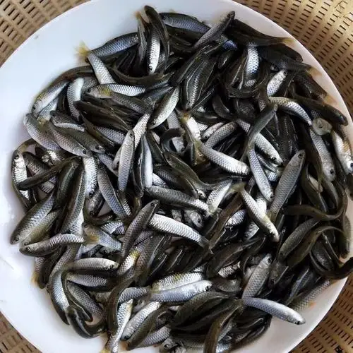 四大家鱼青鱼鱼苗价格黑鲩鱼苗批发基地螺蛳青鱼苗养殖