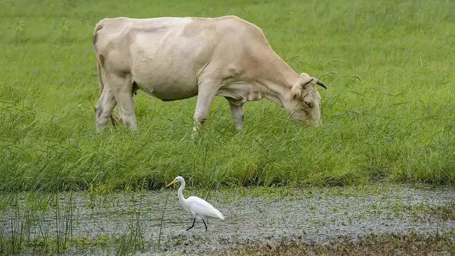 牛年送你四首关于牛的古诗词品时光安暖岁月静好