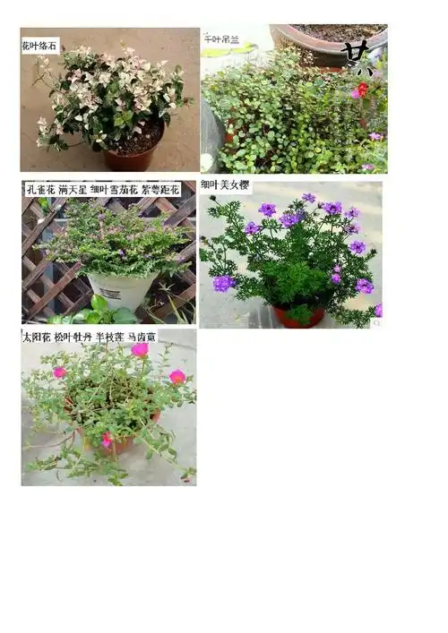 常见草花名称及图片