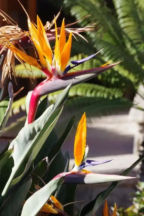 以下是关于天堂鸟养殖所需环境的详细分析和介绍.