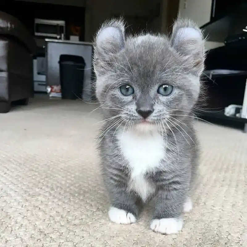 发现一只好可爱的美国卷耳猫,这个圆圆的耳朵是找米老鼠借的吗,太可爱