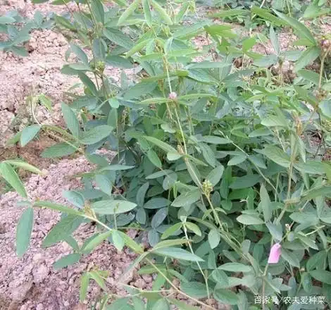 路边有1种植物,人称"千斤拔",能强筋壮骨舒筋活络,野外常见