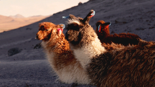 风中凌乱的草泥马.