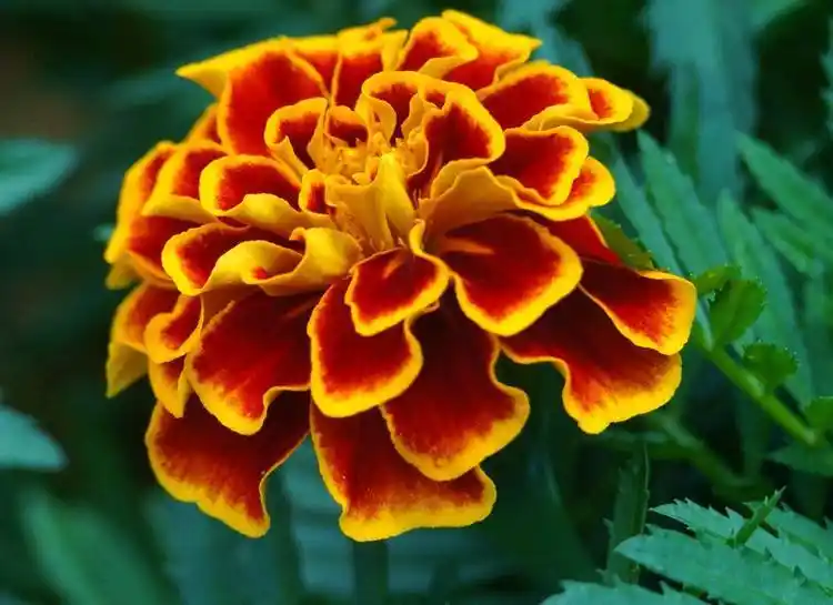 沧州粉蒲苇哪家值得信赖创新务实