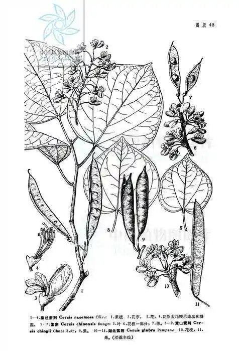 笔画紫荆花图片简笔画怎么画简笔画教程绘画吧-画画紫荆叶树叶简笔画