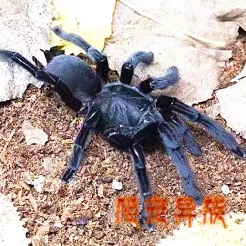 卡恩卡拉地老虎成体全黑体型超大凶猛帅气款地老虎爬宠异族