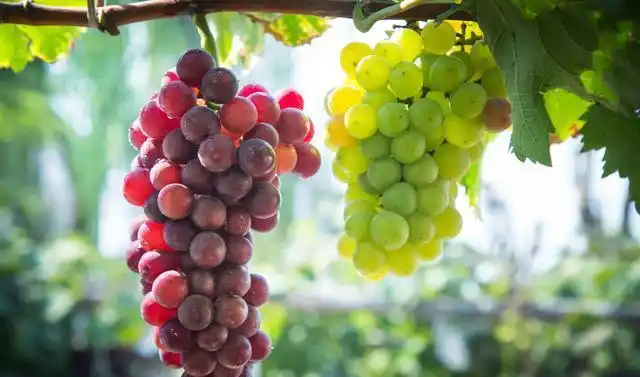 不想胃病发作夏天一定要少碰这3种水果否则后果很严重