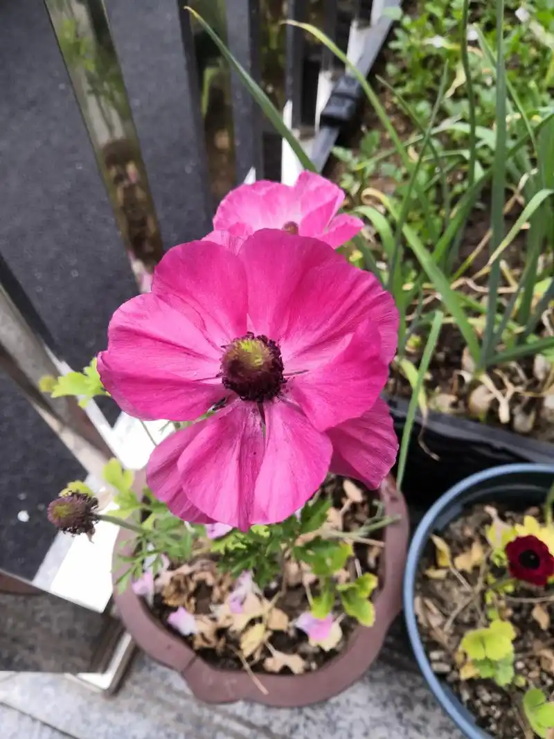 买了种球开出来是这样的,单瓣的野生花毛茛,商家骗人说是重瓣的,又上