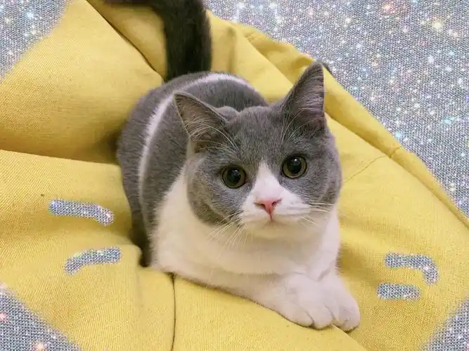 【奶猫】南山,自家蓝白猫生了六只英短 健康活泼 找新家～欢...