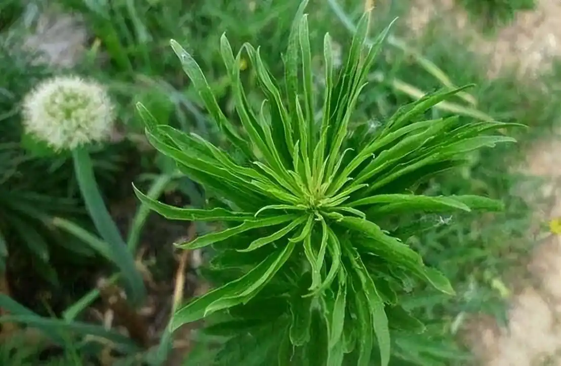 农村草药神奇功效多多,这种"香丝草"竟然可以治感冒