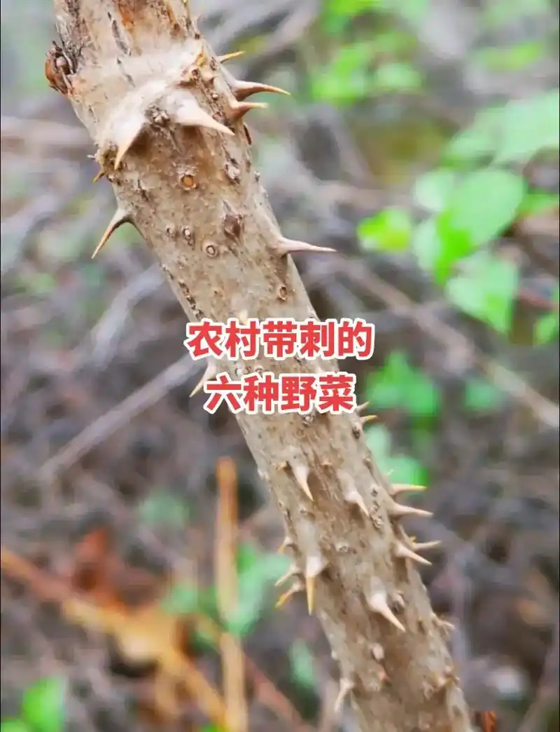 农村带刺的六种野菜#大自然的馈赠 #中草药知识 #品味生活  - 抖音