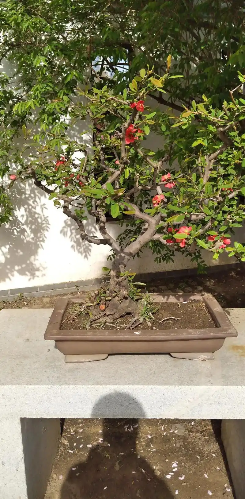 海棠花,学名为木瓜科植物,以其优美的姿态 - 抖音