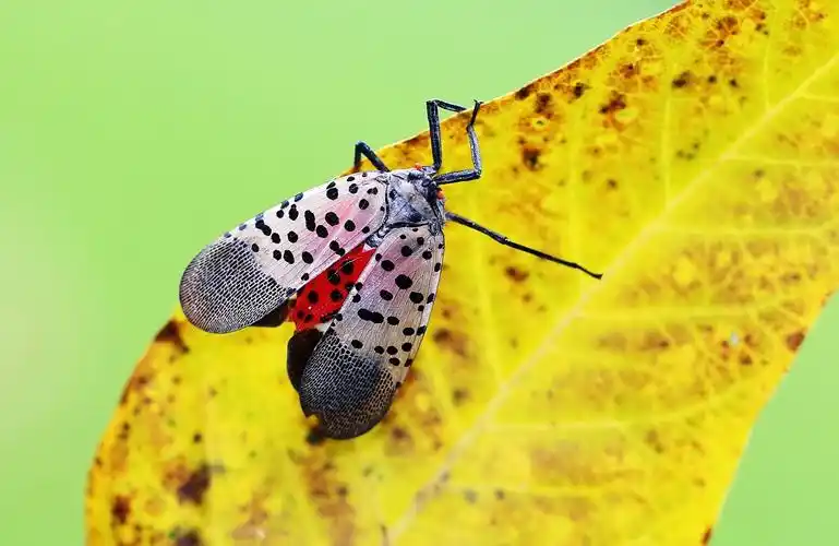 昆虫斑衣蜡蝉图片昆虫斑衣蜡蝉椿皮蜡蝉花蹦蹦椿蹦花媳妇