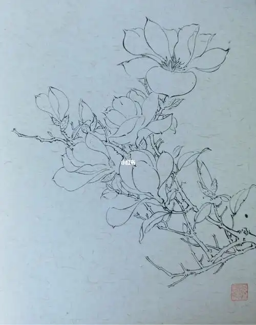 徒手画白描玉兰花