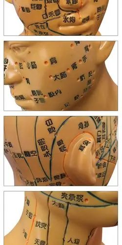 丰帆头部穴位模型中医用人体经络图教学大头部四功能针灸腧穴模型面部