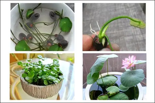 超详细水培碗莲种植方法图解教程