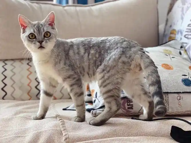 【领养】7个月银渐层虎斑找领养!!爱好伏击打狗,坐标烟台/北京