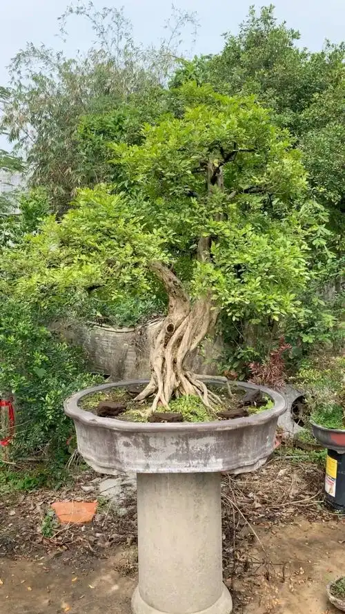 大型九里香老桩盆景