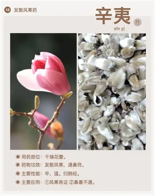 辛夷是玉兰的干燥花蕾#全民学中药  #每天认识一味中药材  #学习中医