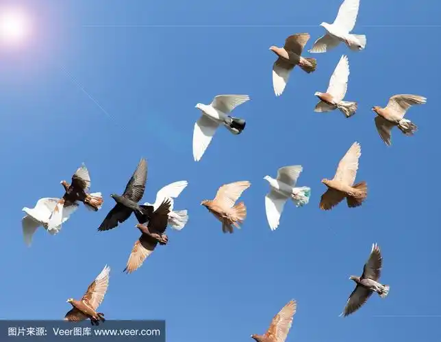 蓝天上的鸽群