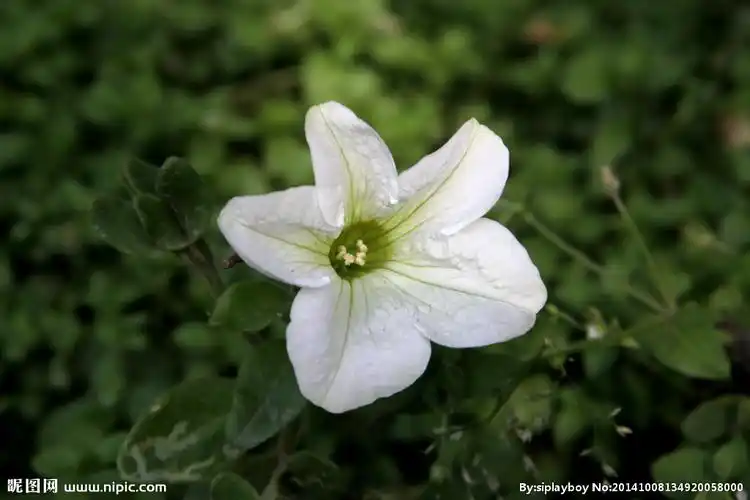 白色百合摄影图__花草_生物世界_摄影图库_昵图网nipic.com