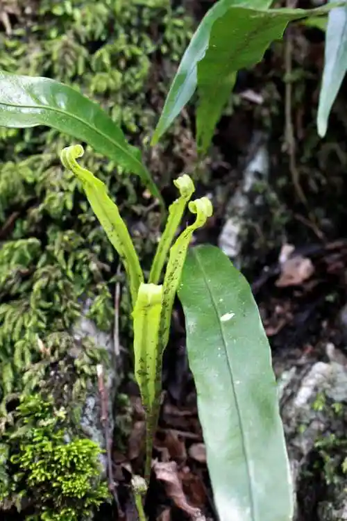 江南星蕨水龙骨科盾蕨属