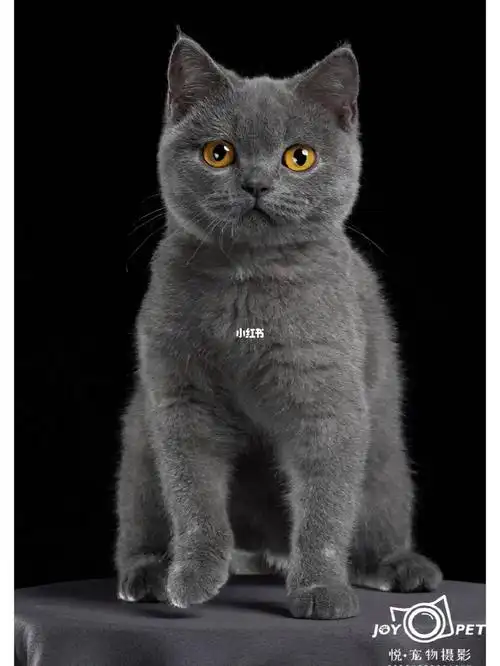 高端精致写真 自然生活照 户外写真这是一种幸福的小蓝猫#我的萌宠