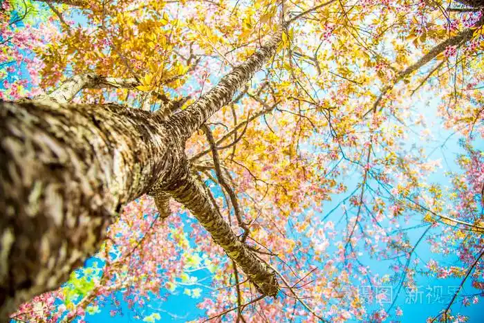 粉红色的樱花tree2分支下
