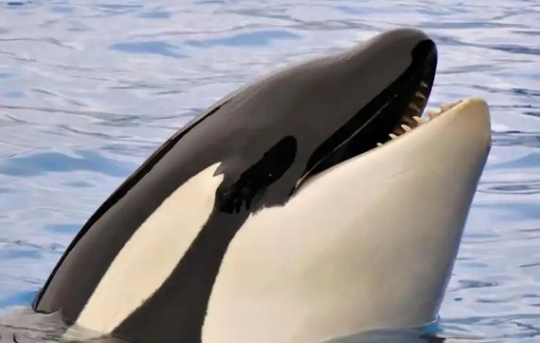 鲸鱼是哺乳动物吗(鲸鱼如何哺育幼鲸) - 生活 - 影豆网