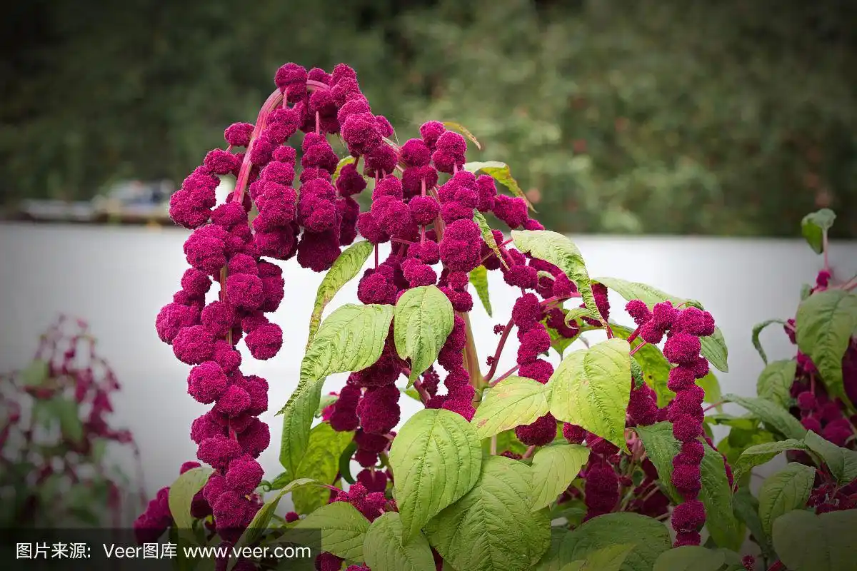花草红大苋菜,特写,植物学,开花