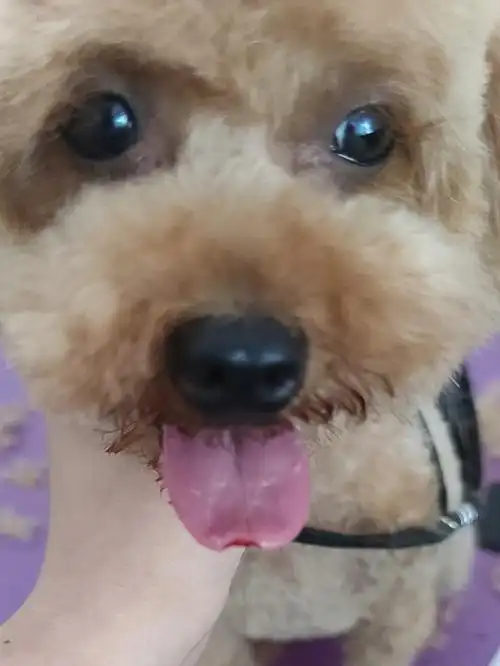 修毛小狗舌头不小心被剪掉一块