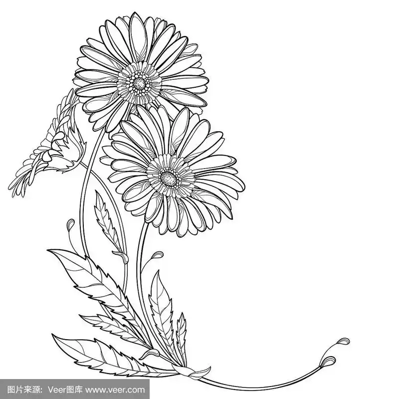 矢量角花束与轮廓非洲菊或戈贝尔花和叶在黑色孤立的白色背景.