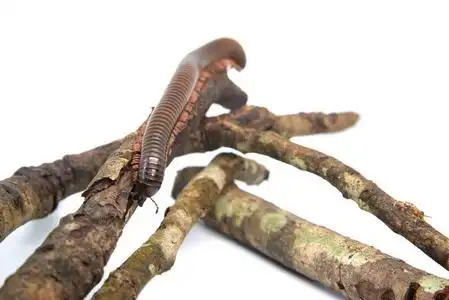 在森林里的千足虫树枝上的千足虫,孤立在白色背景上照片