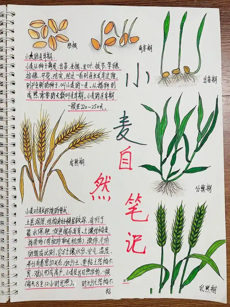 原创自然笔记-小麦 小麦经历寒冬才能成熟,它的果实不能直接使用,需要