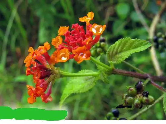 百花丛之五色梅有毒