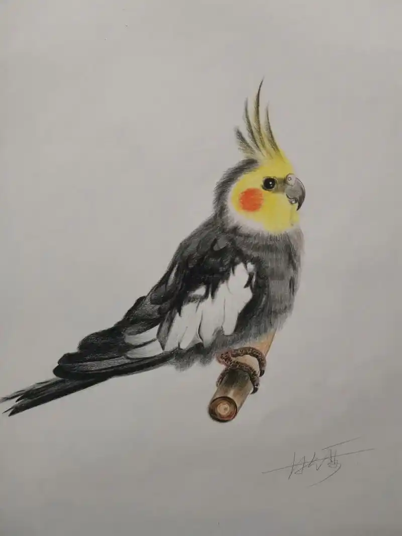 彩铅画玄凤鹦鹉 彩铅画玄凤鹦鹉,工具用的尼奥尼72色油性彩铅,樱花0.