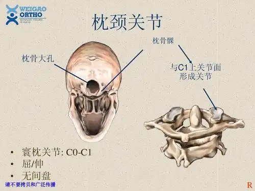 ppt 枕颈关节 枕骨髁 枕骨大孔 与c1上关节面 形成关节   寰枕关节