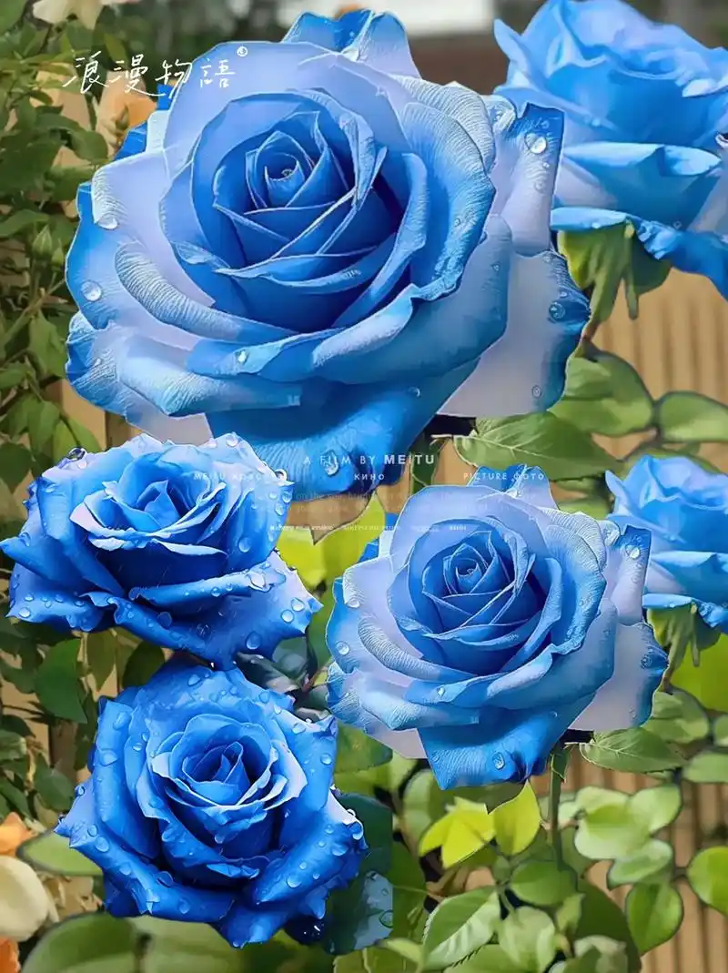 蓝色妖姬,碎冰蓝玫瑰花真的美到窒息,这款老桩多色妖姬,是稀有品种