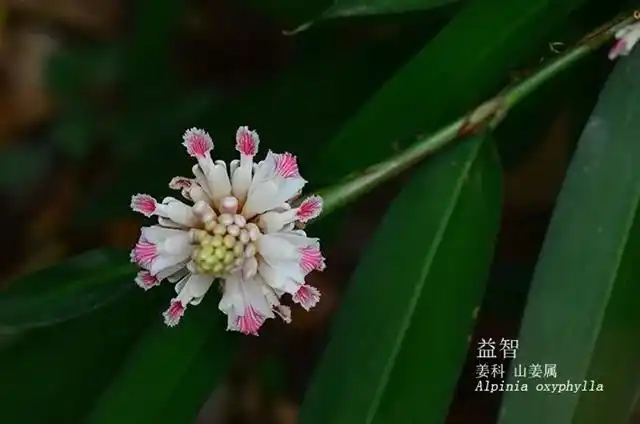药用植物资源,如剑叶龙血树,美登木,益智,砂仁,胖大海,檀香,马钱子
