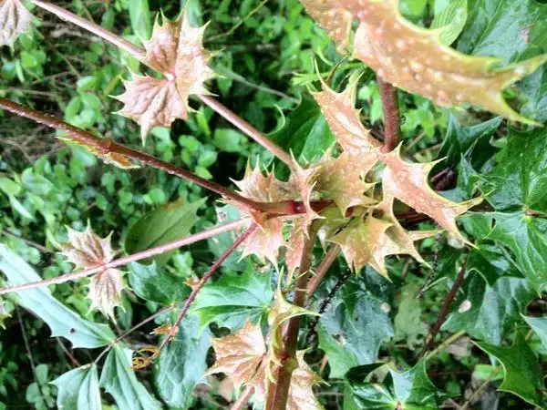 这是什么植物,叶有刺,树来的,不是草!