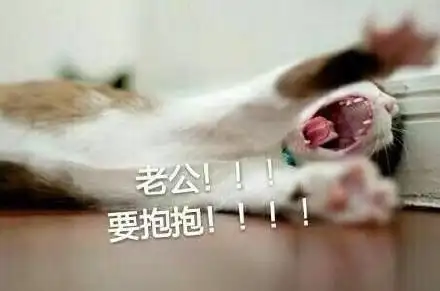 猫星人老公表情包斗图啦