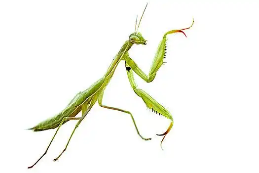 绿色螳螂图片_绿色螳螂图片大全_绿色螳螂图片素材