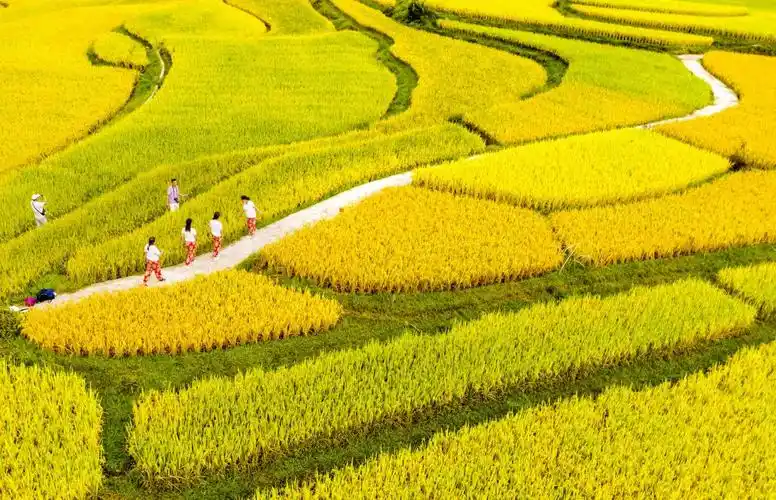 【稻谷黄 秋收美】贵定县腊利村:稻田宛若金色"海洋" 丰收景象美不胜