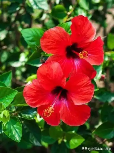 朱锦花的寓意是什么 朱槿花的寓意介绍