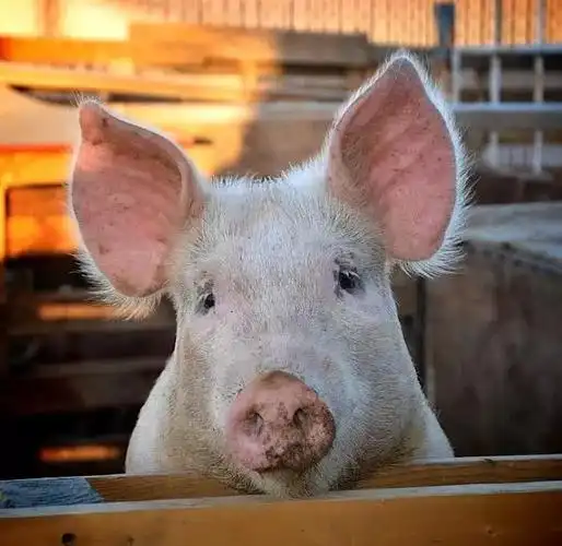 梦回故乡猪臭钱不臭故事