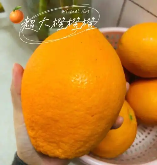 超大橙子