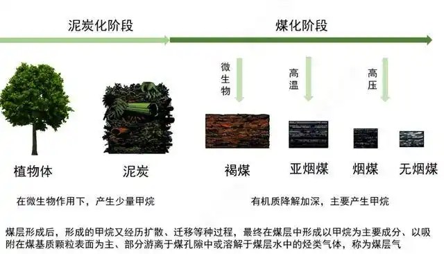 100多米厚的煤层到底怎么形成的远古地球存在如此多植物吗