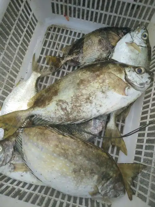 这个鱼,岛上的人叫它傻瓜鱼.