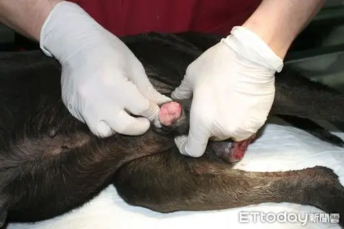 公狗不扎无所谓?板桥米克斯发情溜出门 回家已得「菜花」